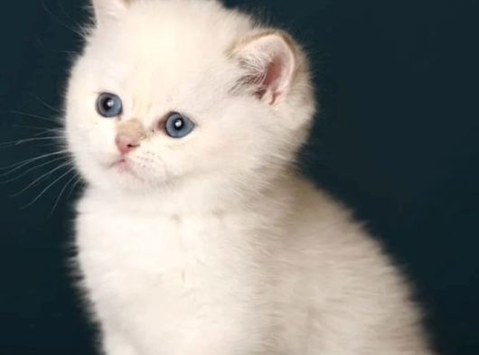 British Shorthair Golden Point görsel