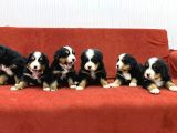 Bernese Dağ Köpegi̇