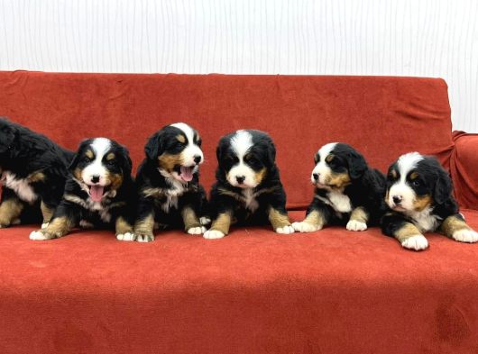 Bernese Dağ Köpegi̇ görsel