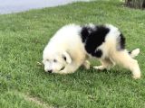 EN ÖZEL RENK SEÇENECEK İLE AUİSSİEDOODLE-BERNEDOODLE-LABRADO
