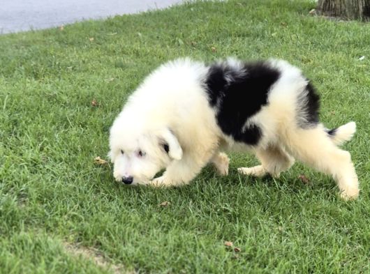 En Özel Renk Seçenecek İle Aui̇ssi̇edoodle-Bernedoodle-Labrado