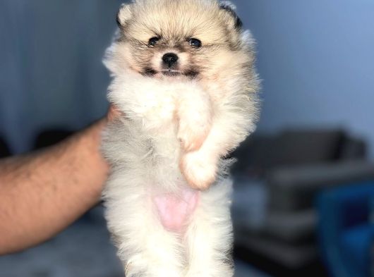 Dişi Pomerian Boo Yavrumuz görsel