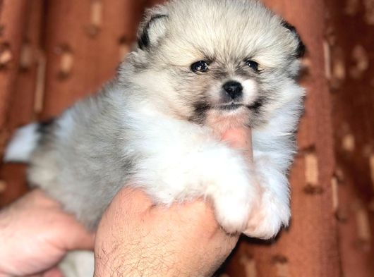 Dişi Pomerian Boo Yavrumuz
