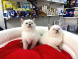 BİBLO GÜZELLİĞİNE SAHİP ORİNAL BLUE POİNT YAVRULAR