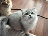 Çift British Longhair