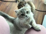 Çift British Longhair