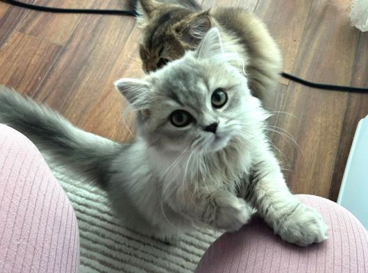 Çift British Longhair görsel