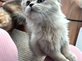 Çift British Longhair