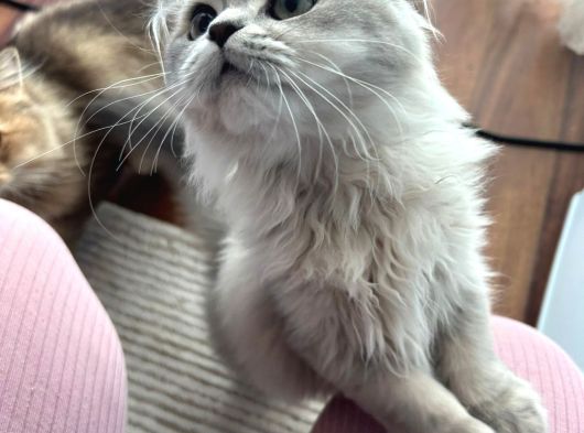 Çift British Longhair görsel