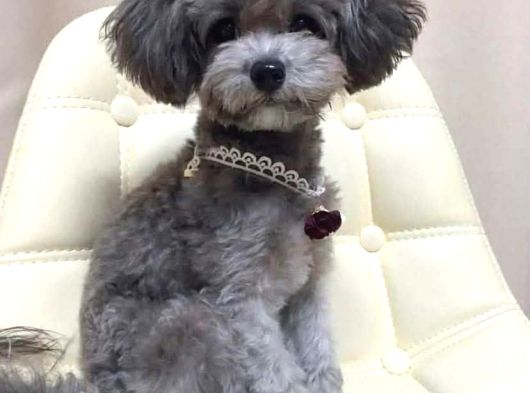 Türkiyede Gerçek Bir Nadirlik Silver Toy Poodle