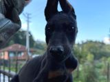 DOBERMAN YAVRULAR SAKARYA