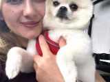 Pomeranian Boo