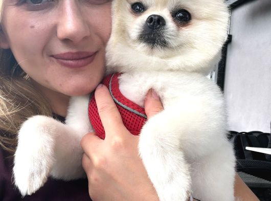 Pomeranian Boo