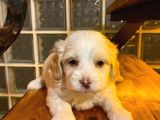 Maltipoo Bebeklerimiz Evimizin Neşesi
