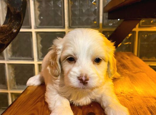 Maltipoo Bebeklerimiz Evimizin Neşesi görsel