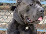 A Scr Blue Cane Corso Yavruları