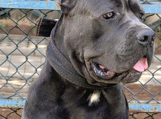 A Scr Blue Cane Corso Yavruları görsel