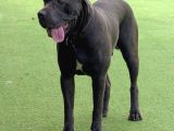 A Scr Blue Cane Corso Yavruları