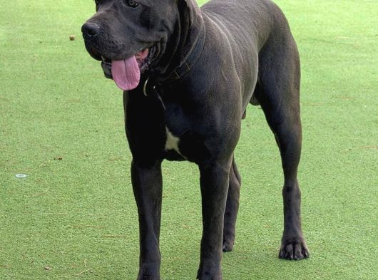A Scr Blue Cane Corso Yavruları görsel