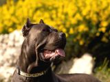 A Scr Blue Cane Corso Yavruları