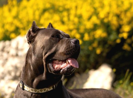 A Scr Blue Cane Corso Yavruları görsel
