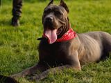A Scr Blue Cane Corso Yavruları