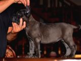 A scr blue cane corso yavruları