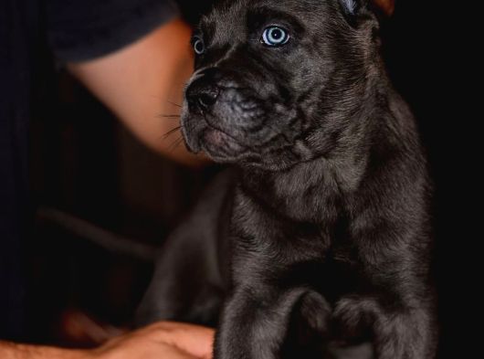 A Scr Blue Cane Corso Yavruları görsel