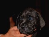A Scr Blue Cane Corso Yavruları