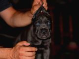 A Scr Blue Cane Corso Yavruları