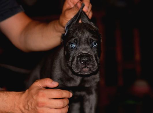 A Scr Blue Cane Corso Yavruları görsel
