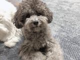 Türkiyede Gerçek Bir Nadirlik Silver Toy Poodle