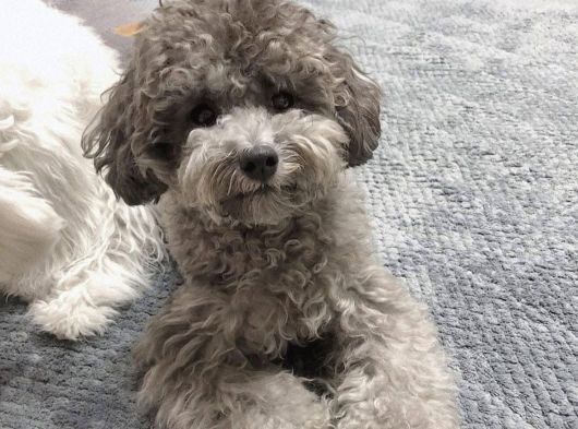 Türkiyede Gerçek Bir Nadirlik Silver Toy Poodle görsel