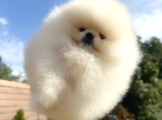 Teacup Pomeranian Boo Puppy
