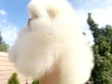 Teacup Pomeranian Boo Puppy