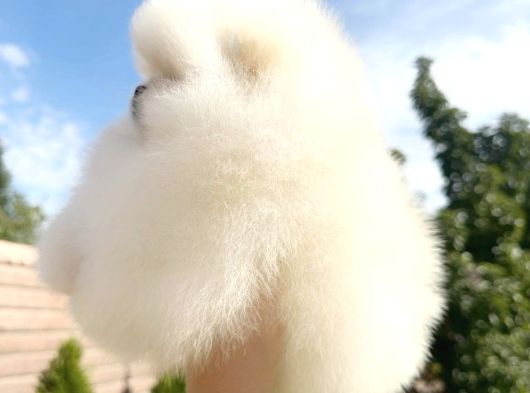 Teacup Pomeranian Boo Puppy görsel