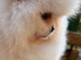 Teacup Pomeranian Boo Puppy