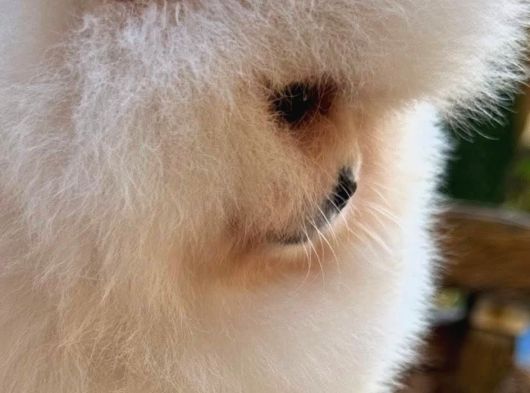 Teacup Pomeranian Boo Puppy görsel