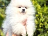 Teacup Pomeranian Boo Puppy