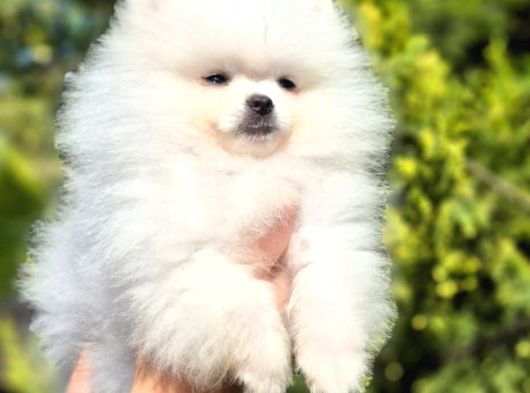 Teacup Pomeranian Boo Puppy görsel