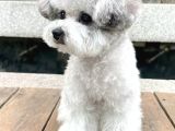 Silver Toy Poodle Yavruları