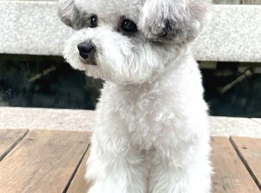 Silver Toy Poodle Yavruları görsel