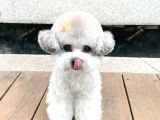 Silver Toy Poodle Yavruları