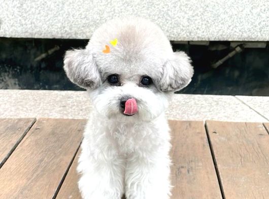 Silver Toy Poodle Yavruları görsel