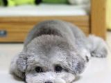 Silver Toy Poodle Yavruları