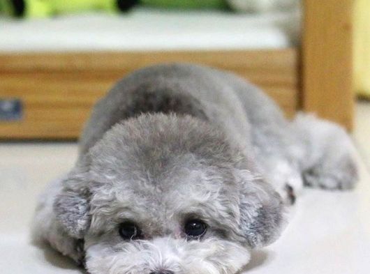 Silver Toy Poodle Yavruları görsel