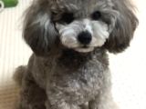 Türkiyede Gerçek Bir Nadirlik Silver Toy Poodle