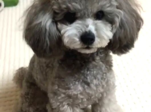 Türkiyede Gerçek Bir Nadirlik Silver Toy Poodle görsel