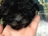 Silver Toy Poodle Yavruları