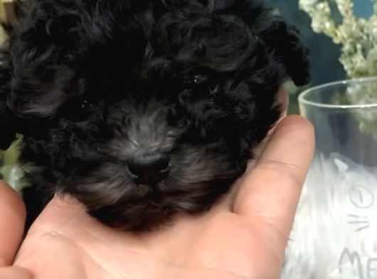 Silver Toy Poodle Yavruları görsel